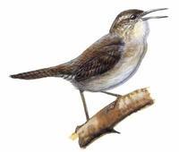 索科羅葦鷦鷯 索科羅葦鷦鷯