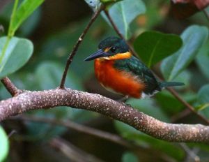 侏綠魚狗 侏綠魚狗