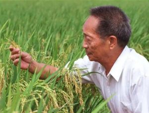 袁隆平 袁隆平