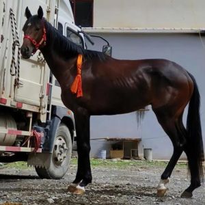 云南伯樂黑風(fēng)馬 云南伯樂黑風(fēng)馬