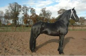 云南伯樂黑風(fēng)馬 云南伯樂黑風(fēng)馬