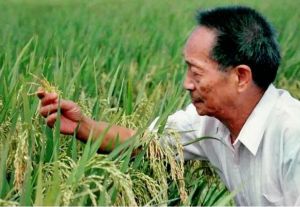 高產(chǎn)粳稻 高產(chǎn)粳稻