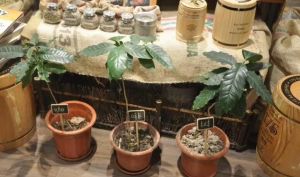 咖啡盆栽 咖啡盆栽