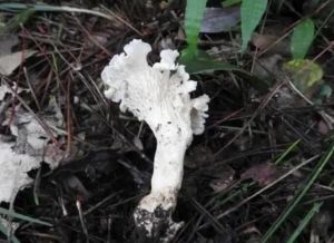 白蓋雞油菌 白蓋雞油菌