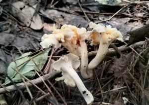 白蓋雞油菌 白蓋雞油菌