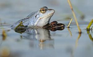 卡內(nèi)普保護(hù)區(qū) 卡內(nèi)普保護(hù)區(qū)