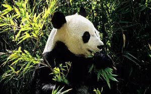 卡內(nèi)普保護(hù)區(qū) 卡內(nèi)普保護(hù)區(qū)