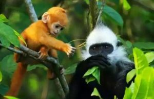 岜盆鄉(xiāng)白頭葉猴自然保護(hù)區(qū) 岜盆鄉(xiāng)白頭葉猴自然保護(hù)區(qū)