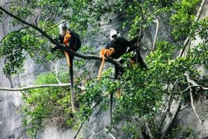 岜盆鄉(xiāng)白頭葉猴自然保護(hù)區(qū) 岜盆鄉(xiāng)白頭葉猴自然保護(hù)區(qū)