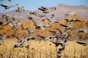 豌豆島國家野生動物保護區(qū) 豌豆島國家野生動物保護區(qū)
