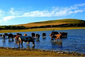 沽源塞外莊園旅游區(qū) 沽源塞外莊園旅游區(qū)