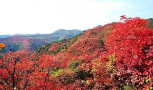 香山紅葉 香山紅葉