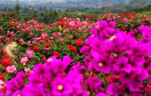 四川花卉 四川花卉