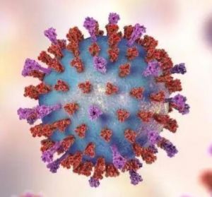 新型冠狀病毒 新型冠狀病毒