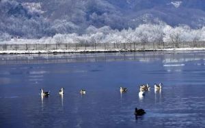 神農(nóng)架大九湖國家濕地公園動物 神農(nóng)架大九湖國家濕地公園動物