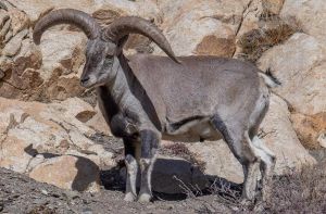 巖羊 巖羊