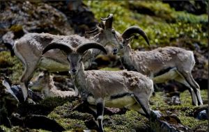 巖羊 巖羊