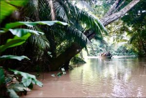亞馬遜熱帶雨林 亞馬遜熱帶雨林