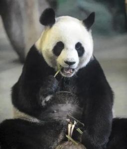 大熊貓團(tuán)團(tuán) 大熊貓團(tuán)團(tuán)