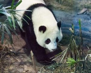 大熊貓團(tuán)團(tuán) 大熊貓團(tuán)團(tuán)