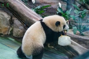 大熊貓團(tuán)團(tuán) 大熊貓團(tuán)團(tuán)