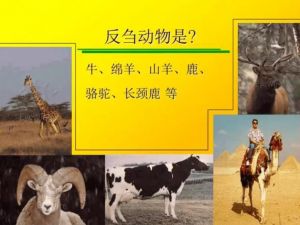 反芻動物 反芻動物