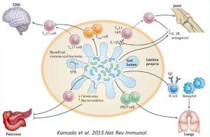 粘膜免疫系統(tǒng) 粘膜免疫系統(tǒng)