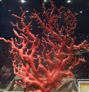 紅珊瑚 紅珊瑚