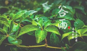 谷雨 谷雨
