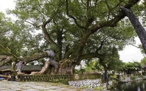 920歲古樟如今獨(dú)樹成園了 920歲古樟如今獨(dú)樹成園了