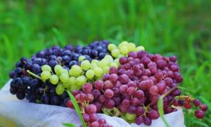 葡萄 葡萄