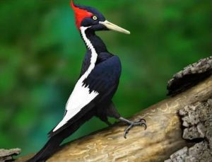 象牙喙啄木鳥 象牙喙啄木鳥