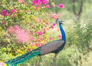 華麗羽毛到獨特行為 華麗羽毛到獨特行為