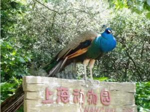 上海動物園