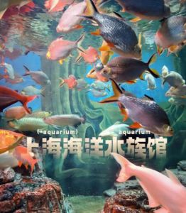 上海海洋水族館 上海海洋水族館