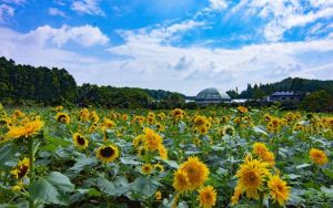 湖南省植物園 湖南省植物園
