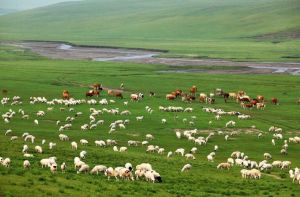 科爾沁草原 科爾沁草原