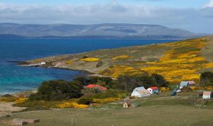 馬爾維納斯群島 馬爾維納斯群島