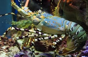 密毛龍蝦 密毛龍蝦