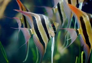 橫紋神仙魚 橫紋神仙魚