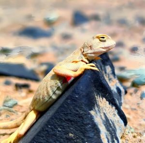 伊犁沙虎 伊犁沙虎