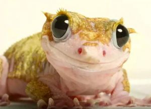 睫角守宮 睫角守宮