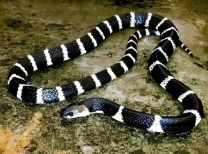 白環(huán)蛇 白環(huán)蛇