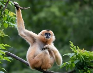 海南長(zhǎng)臂猿 海南長(zhǎng)臂猿