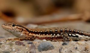 山地麻蜥 山地麻蜥