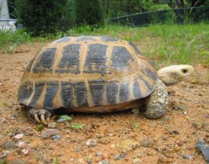 緬甸陸龜 緬甸陸龜