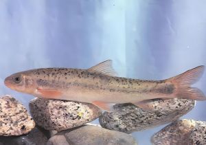 大理裂腹魚 大理裂腹魚