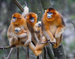 川金絲猴 川金絲猴