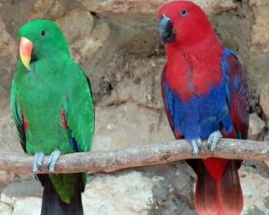 折衷鸚鵡 折衷鸚鵡