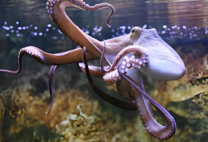 大王烏賊 大王烏賊